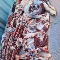 گوسفند اذربایجان بره نر درجه یک پرواری|حیوانات مزرعه|قم, باسکول|دیوار