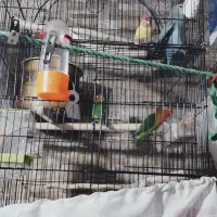 برزیلی.هلندی.مرغ عشق