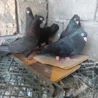 کبوتر زاغ چش نوک