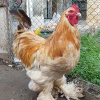 خروس برهما(امپراطور)|حیوانات مزرعه|چالوس, |دیوار