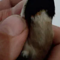 سهره چهارگل