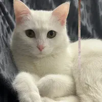 واگذاری گربه ماده