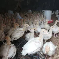 جوجه بوقلمون بیوتی۶ اصل پرورشی