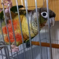 طوطی راهب و گرینچیک|پرنده|زنجان, |دیوار