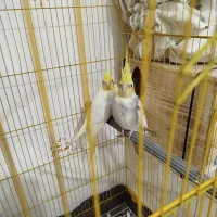 عروس هلندی جفت
