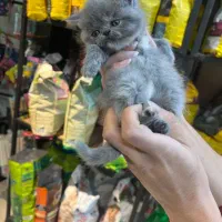 اسکاتیش پرشین فولد