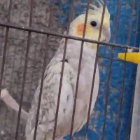 عروس هلندی|پرنده|چهاردانگه (تهران), |دیوار