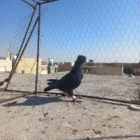 ماده زاغ کاکلی کرمانی|پرنده|زابل, |دیوار