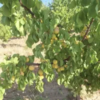 املاک|فروش زمین و ملک کلنگی|نهاوند, |دیوار