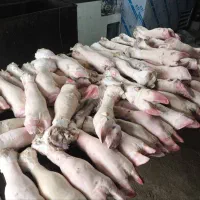 پاچه گوساله درجه ۱|خوردنی و آشامیدنی|اصفهان, سرتاوه|دیوار