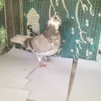 کفتر پرش سنگین|پرنده|اندیشه, اندیشه فاز ۳|دیوار