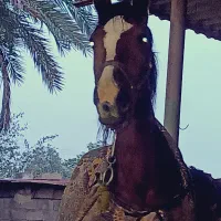 مادیون یکسر مدارک دار