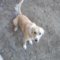 سگ دیاگو|سگ|شیروان (خراسان), |دیوار