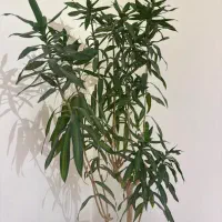 استخدام نیروی خدماتی