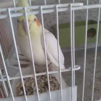 فروش فنج|پرنده|صدرا-فارس, فاز ۱|دیوار