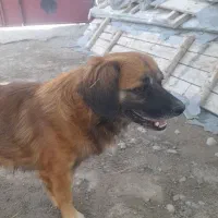 فروش سگ|سگ|جیرفت, |دیوار