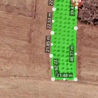 باغ بادام رقم پیوندی پوست کاغذی