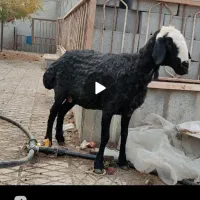 میش جوان مهریز|حیوانات مزرعه|مهریز, |دیوار