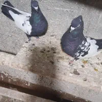 کبوتر سینه مشکی سوقدیم به شرط میل وبازی