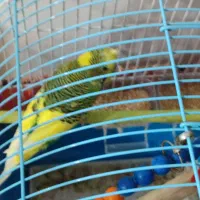 پرنده مرغ عشق|پرنده|رشت, جماران|دیوار