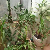 حراجی گل‌های خانگی بسیار زیبا و ارزان