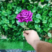 رز تک شاخه روز مادر|گل مصنوعی|قم, نیروگاه|دیوار