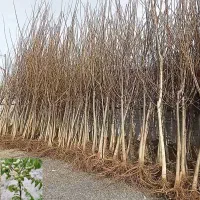 نهال گردو نهالستان