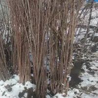 نهال گیلاس آلبالو پیوندی و تک دانه دانه ای 150تومن