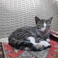 این گربه پیدا شده