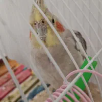عروس هلندی نر