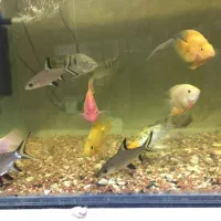 پیکاک -اسفرناموس -کوی پوست چرم