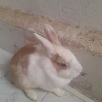یک جفت خرگوش زبروزرنگ