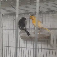 فروش دو جفت قناری آماده مست مست|پرنده|پارسآباد, |دیوار