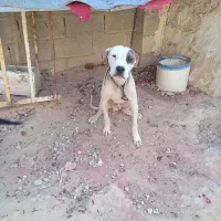 سگ داگو آرژانتینی