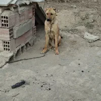 واگذار سگ نر پژدر|سگ|اردبیل, |دیوار