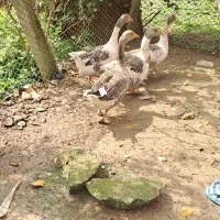 فروش ۴ تا غاز بالغ|حیوانات مزرعه|پایین هولار, |دیوار