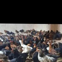 جوجه مرغ گلپایگانی|پرنده|ایلام, |دیوار