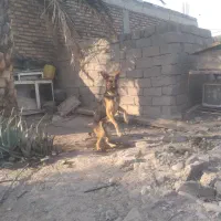 سگ ژرمن نر
