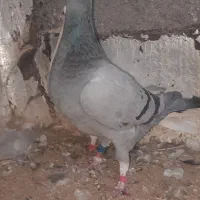 اوقون‌و ابلق پرشی