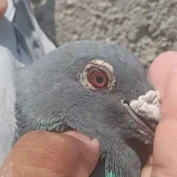 نر سبز