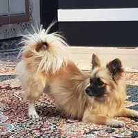 سگ خانگی گمشده|سگ|سراوان, |دیوار