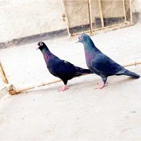 یک نروماده زاغ کرمونی سیستانی و جوجه زاغ کرمونی