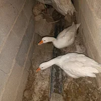 پرواز در آسمان|حیوانات مزرعه|نهاوند, |دیوار