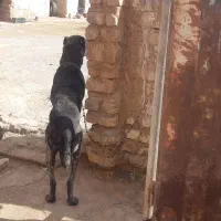 سگ  واگذاری