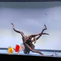 فروش. چوب ریشه آبنوس