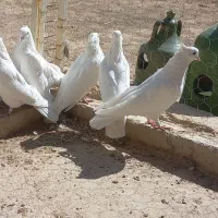 دو جفت کبوتر سفید چش زرد یک جفت چش سیاه|پرنده|معصومیه, |دیوار