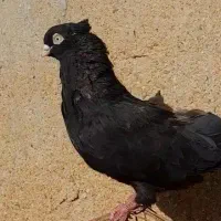 زاغ نر درجه یک|پرنده|بندر ماهشهر, |دیوار