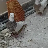 کفتر‌طوقی‌|پرنده|تهران, تختی|دیوار