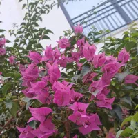 گل کاغذی در چند رنگ