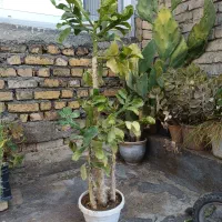 گل فروشی|گل و گیاه طبیعی|خزل, |دیوار